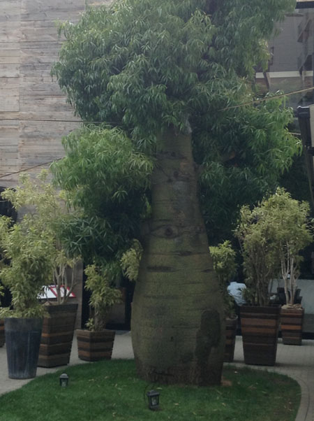 2013-07-31tree.jpg